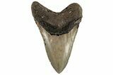 Fossil Megalodon Tooth - North Carolina #199712-2